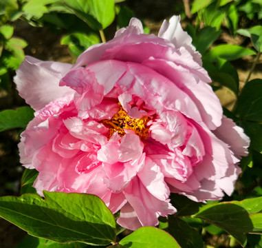 盛开的粉红牡丹花