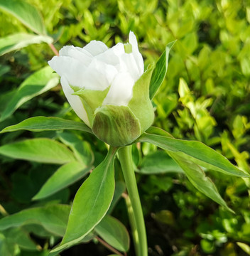 白色牡丹花特写