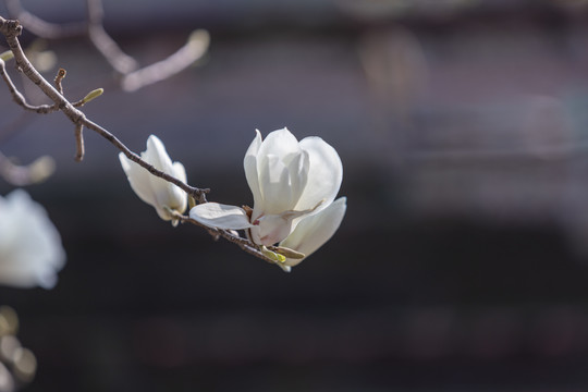 故宫花开