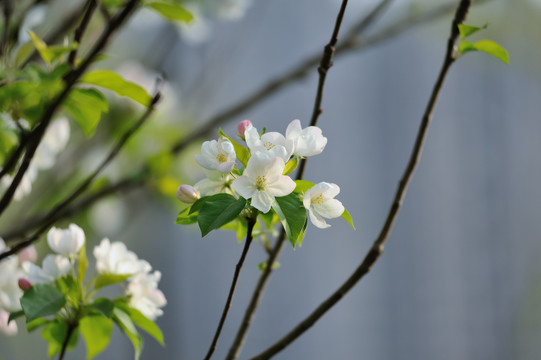 春暖花开