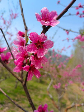 桃花枝