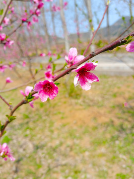 桃花枝