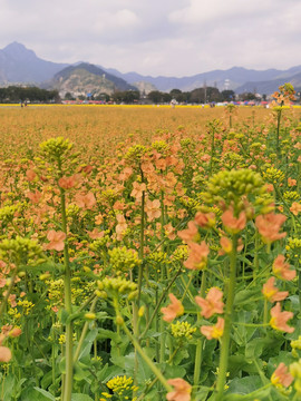 油菜花