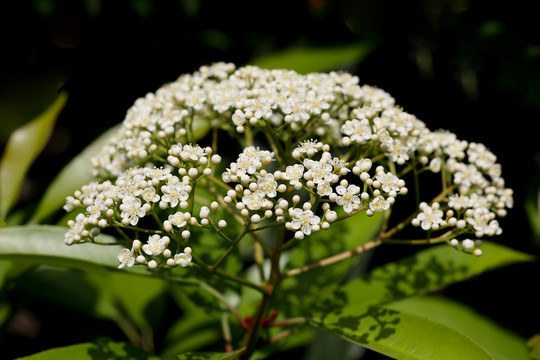 石楠花