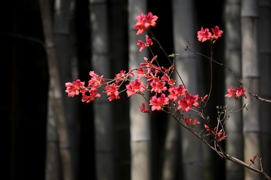 杜鹃花