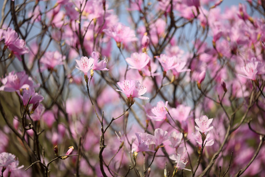 杜鹃花