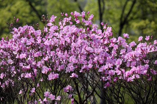 杜鹃花