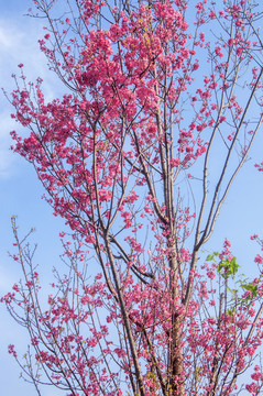 樱花树花开了