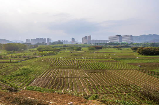 乡土农田春日景