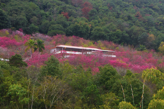 春天的樱花园风景