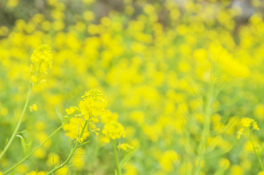 油菜花风景