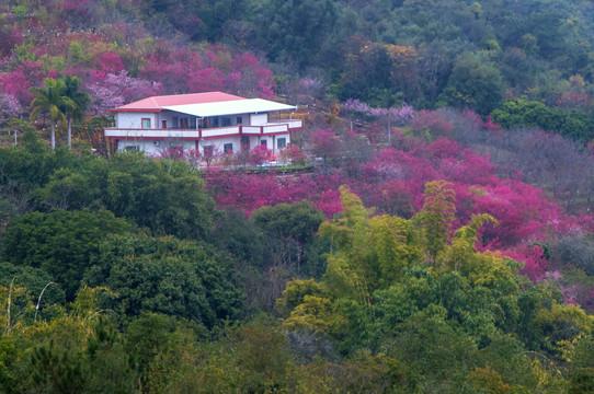 良山樱花园春天风景