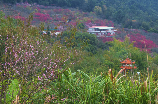 南安良山樱花园