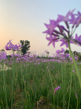 草原蓝紫花卉