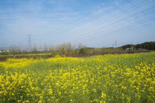 油菜地