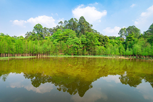 广州番禺大夫山森林公园