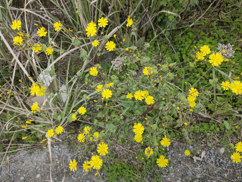 野菊花