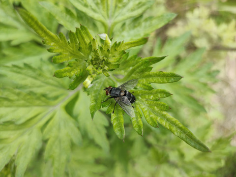 艾草上的苍蝇