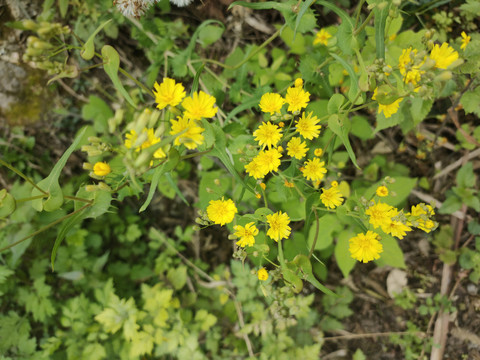 野菊花