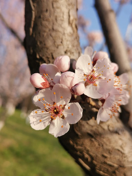 桃花