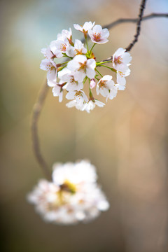 玉渊潭樱花