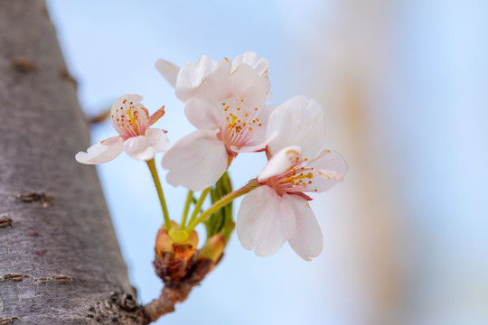 玉渊潭樱花