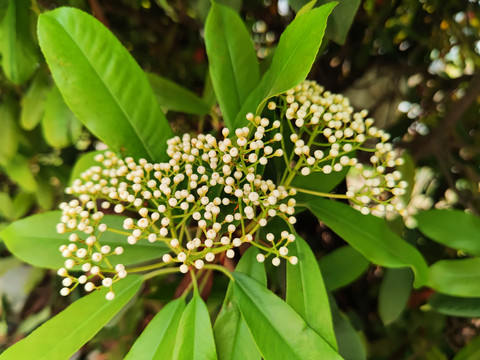 石楠花