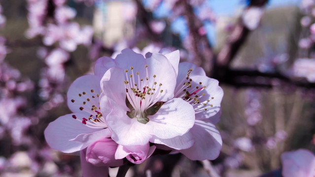 桃花