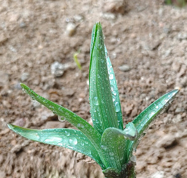 百合花苗