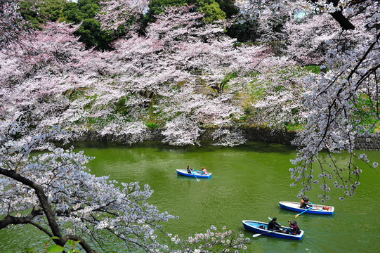 日本樱花