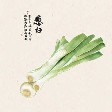手繪蔥白