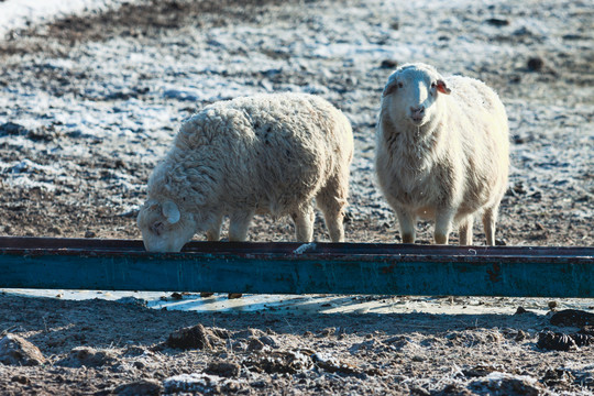 冬季牧场绵羊喝水