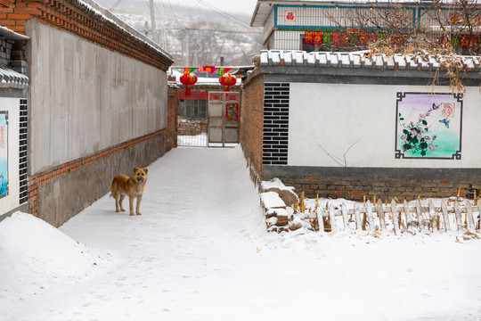 北方农村冬季雪景