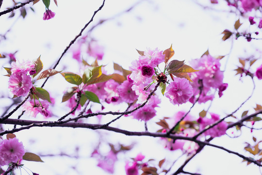 樱花枝头