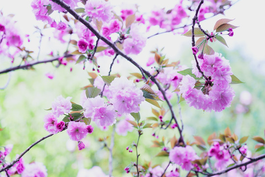 樱花节