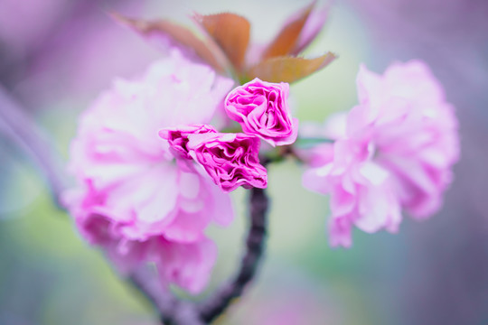 日本樱花