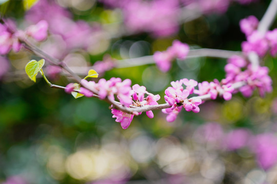 紫荆花树