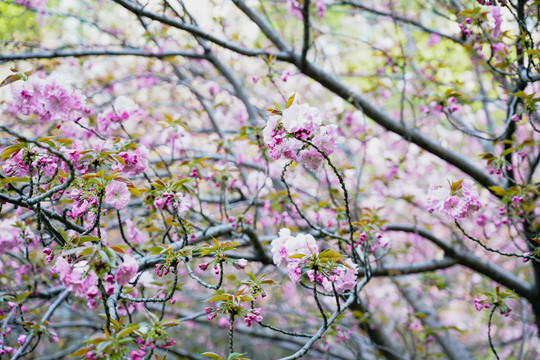 樱花