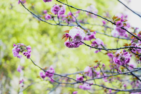 樱花枝头