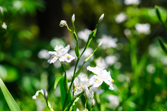 蝴蝶花