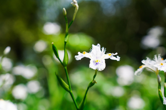 蝴蝶花