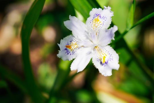 蝴蝶花