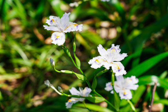 蝴蝶花