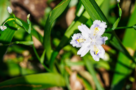 初春花开