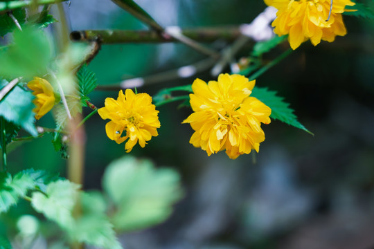 春暖花开