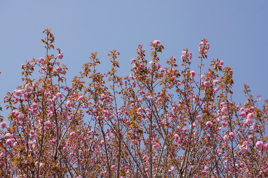 樱花