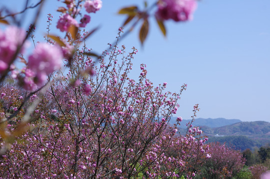 樱花