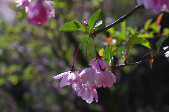 樱花