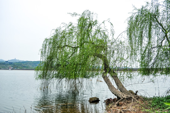 湖边垂柳