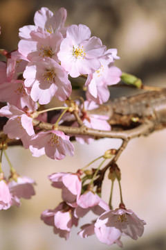 樱花